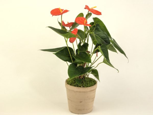 Anthurium