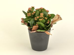 Kalanchoë