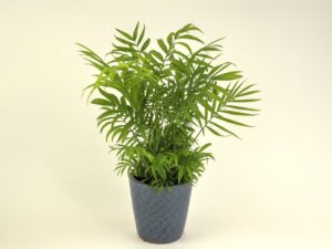 Goudpalm