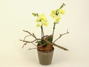 Phalaenopsis
