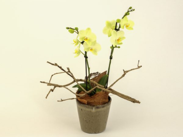 Phalaenopsis